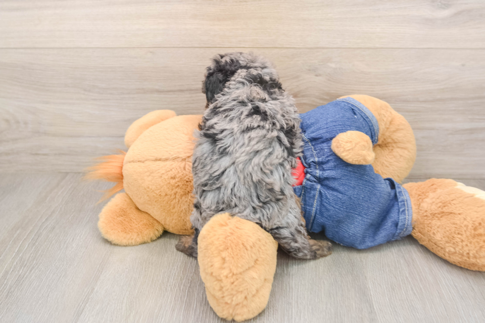 Poodle Puppy for Adoption