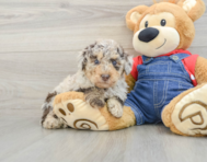 7 week old Poodle Puppy For Sale - Simply Southern Pups