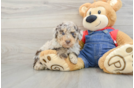 Poodle Pup Being Cute