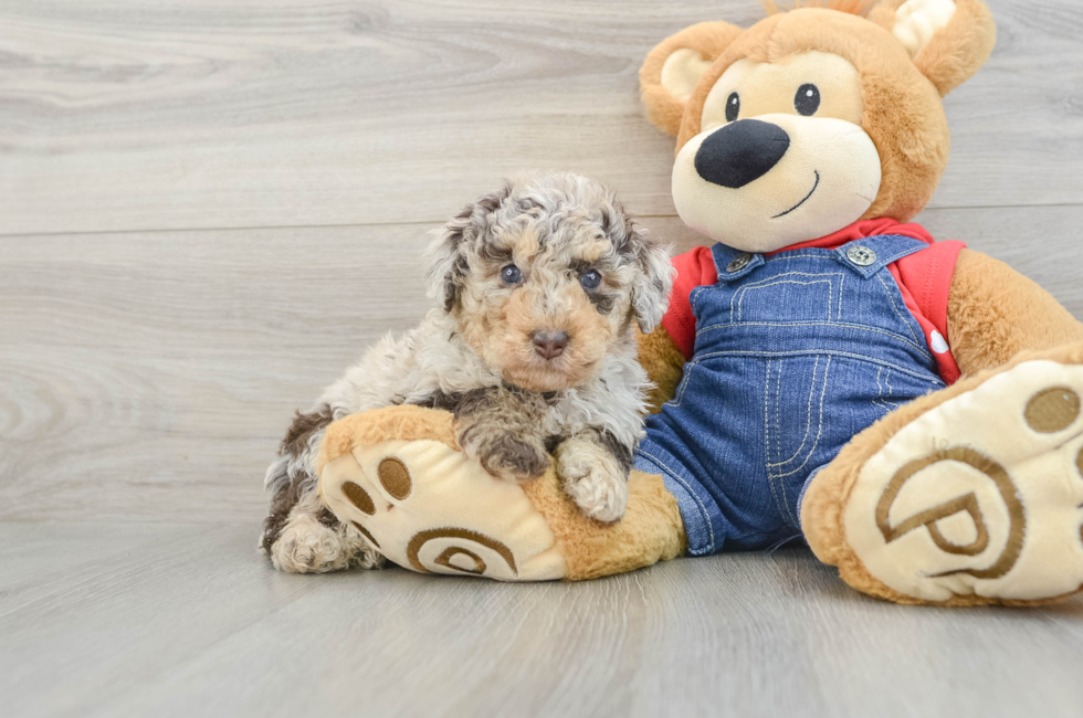 7 week old Poodle Puppy For Sale - Simply Southern Pups