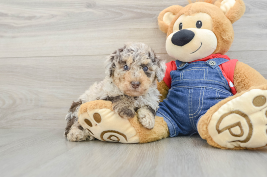 Poodle Pup Being Cute