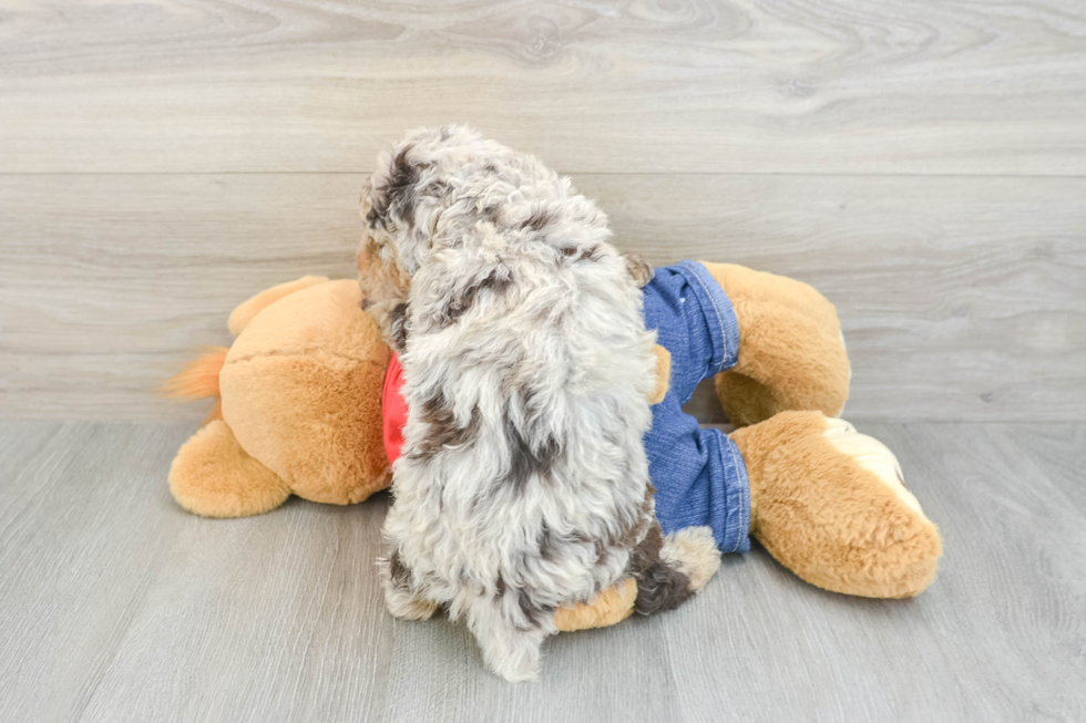 Poodle Pup Being Cute