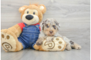 Popular Poodle Baby