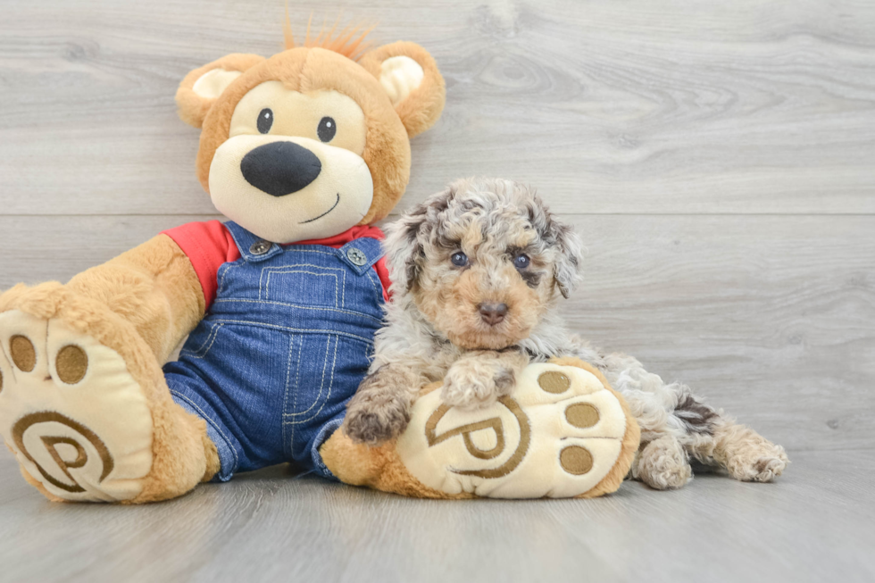 Popular Poodle Baby