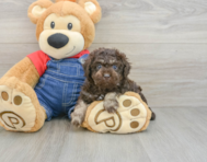 7 week old Poodle Puppy For Sale - Simply Southern Pups