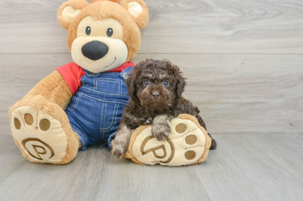 5 week old Poodle Puppy For Sale - Simply Southern Pups