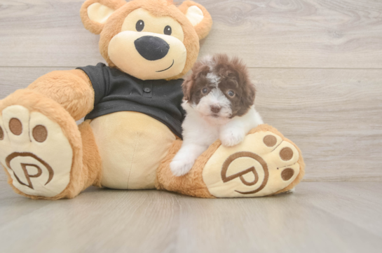 6 week old Poodle Puppy For Sale - Simply Southern Pups Hypoallergenic Poodle Purebred Pup
