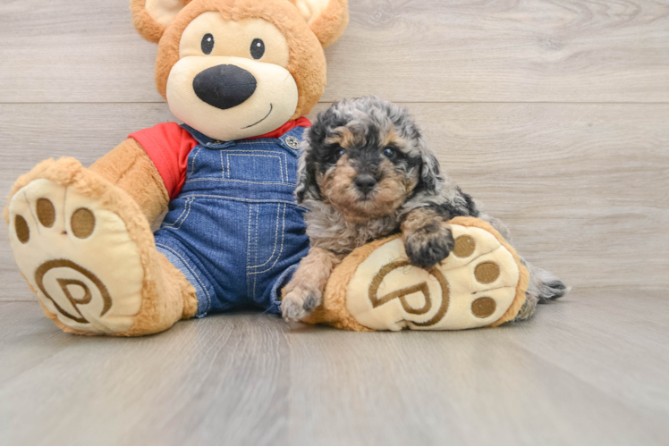 Best Poodle Baby