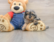 8 week old Poodle Puppy For Sale - Simply Southern Pups