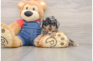 Best Poodle Baby