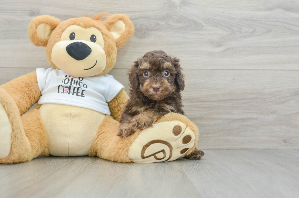 6 week old Poodle Puppy For Sale - Simply Southern Pups