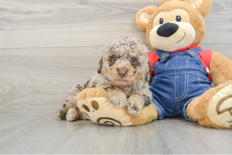 Poodle Pup Being Cute