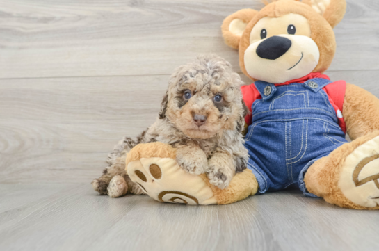 Poodle Pup Being Cute