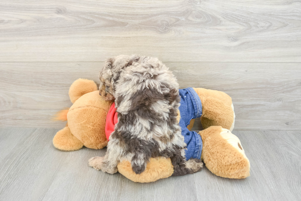 Poodle Pup Being Cute