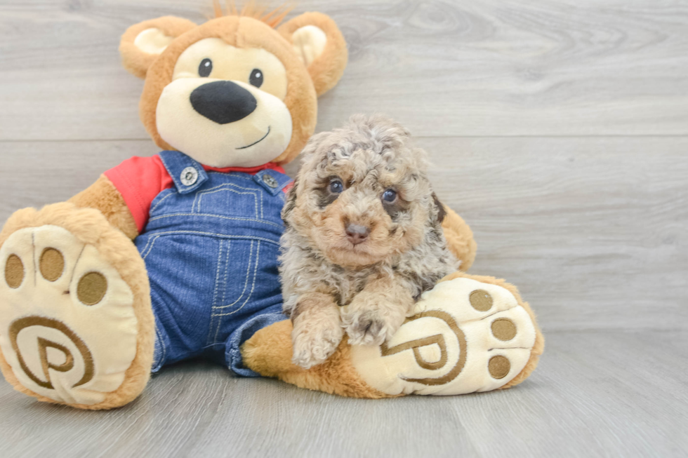 Akc Registered Poodle Purebred Pup