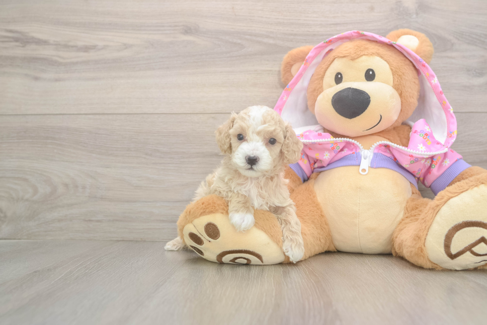 Poodle Puppy for Adoption