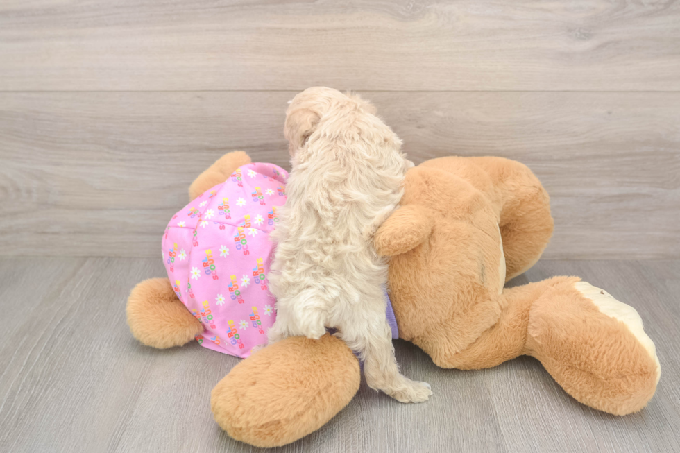 Hypoallergenic Poodle Purebred Pup