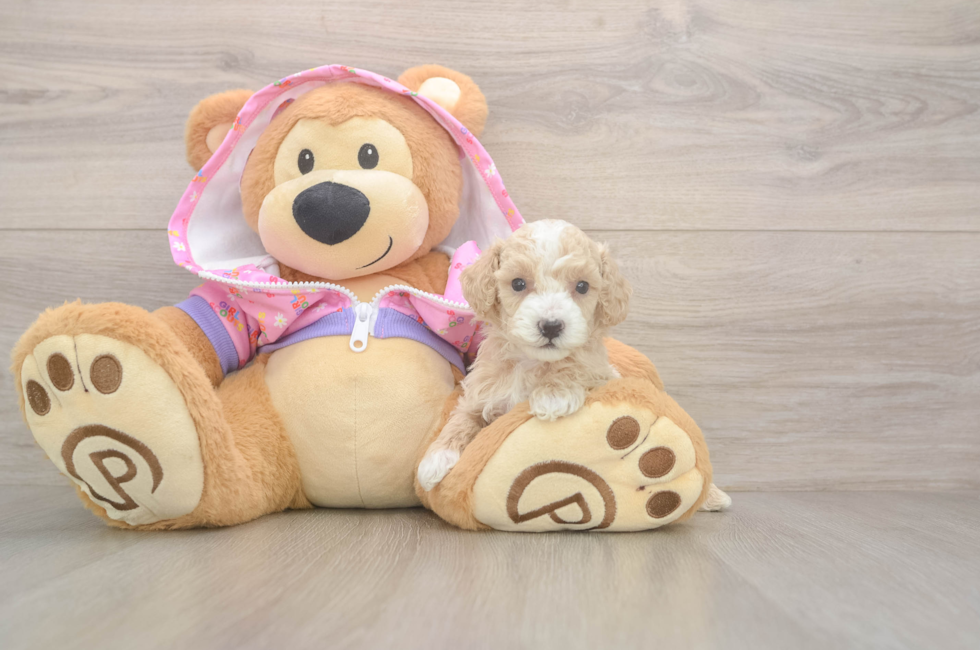 5 week old Poodle Puppy For Sale - Simply Southern Pups