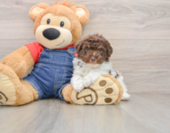 7 week old Poodle Puppy For Sale - Simply Southern Pups