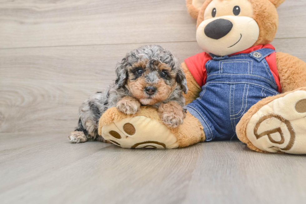 Best Poodle Baby