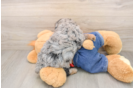 Little Poodle Purebred Pup