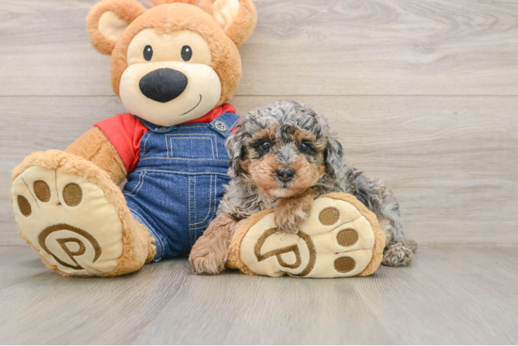 Akc Registered Poodle Purebred Pup