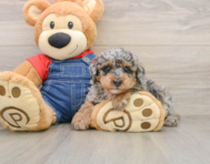 7 week old Poodle Puppy For Sale - Simply Southern Pups