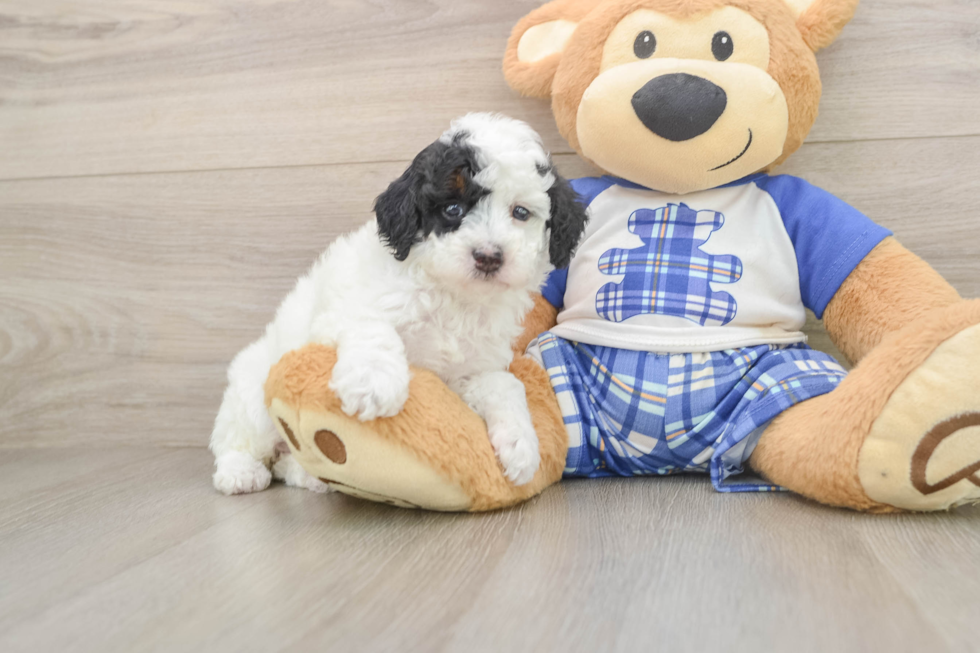 Little Poodle Purebred Pup