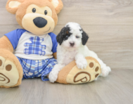 8 week old Poodle Puppy For Sale - Simply Southern Pups