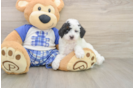 Playful Poodle Baby