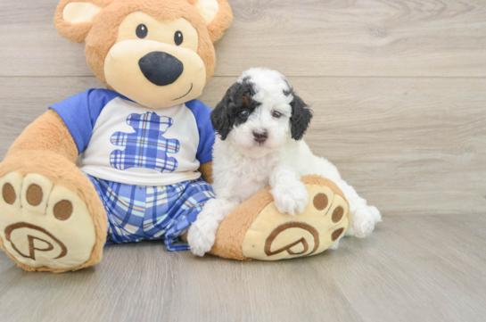 Playful Poodle Baby