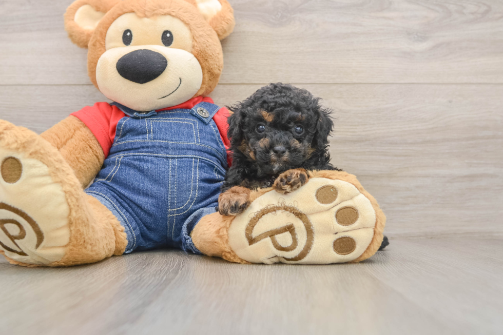 Poodle Pup Being Cute