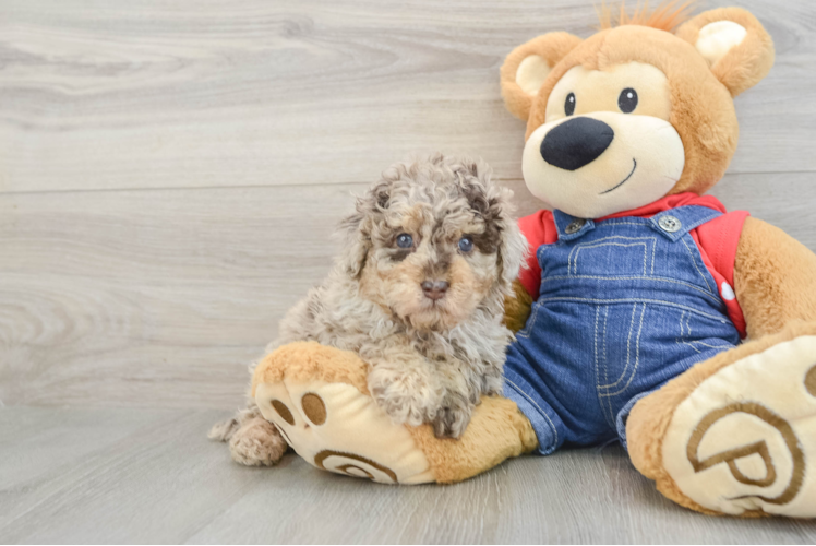 Poodle Puppy for Adoption