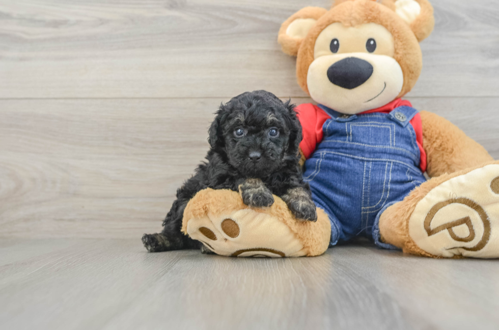 5 week old Poodle Puppy For Sale - Simply Southern Pups