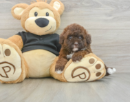 6 week old Poodle Puppy For Sale - Simply Southern Pups