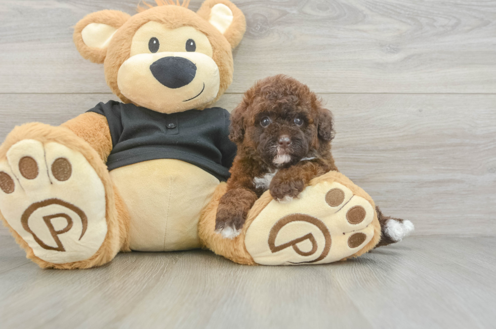 5 week old Poodle Puppy For Sale - Simply Southern Pups