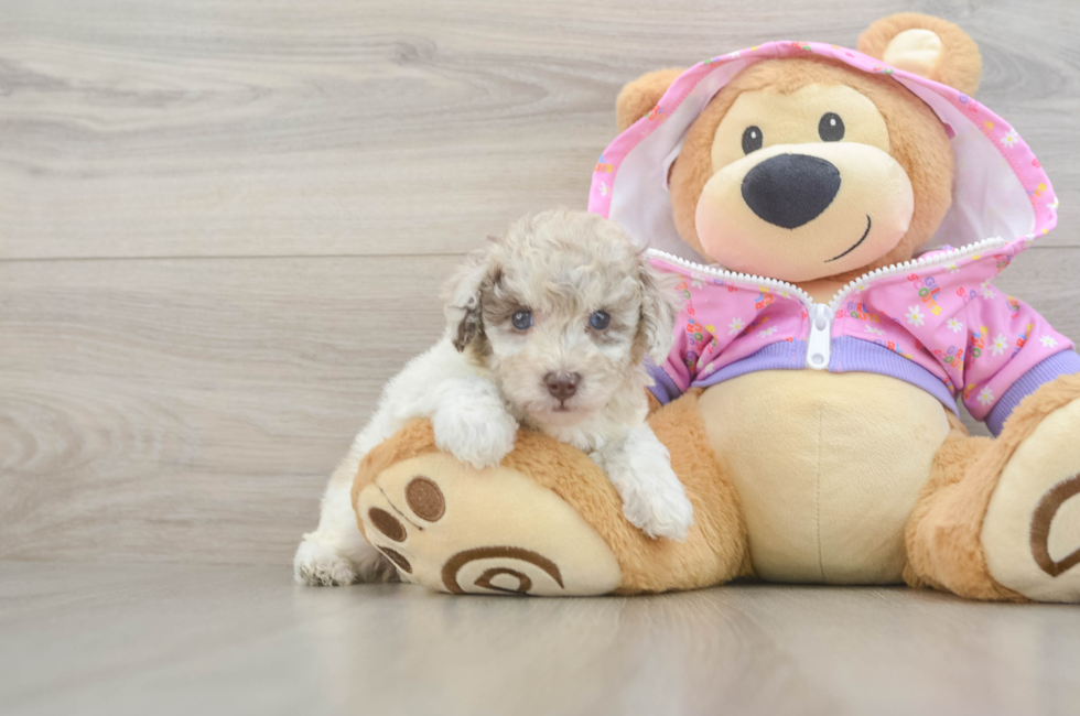 6 week old Poodle Puppy For Sale - Simply Southern Pups