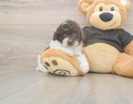 9 week old Poodle Puppy For Sale - Simply Southern Pups