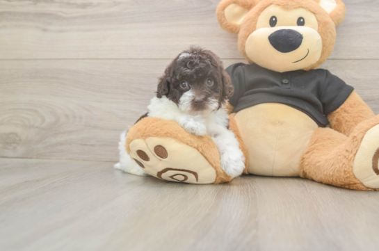 6 week old Poodle Puppy For Sale - Simply Southern Pups Poodle Puppy for Adoption