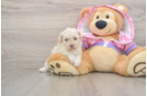 Friendly Poodle Purebred Pup