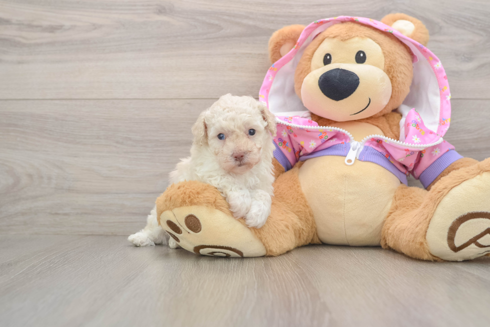 Friendly Poodle Purebred Pup