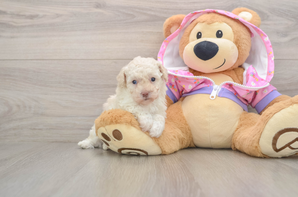 5 week old Poodle Puppy For Sale - Simply Southern Pups