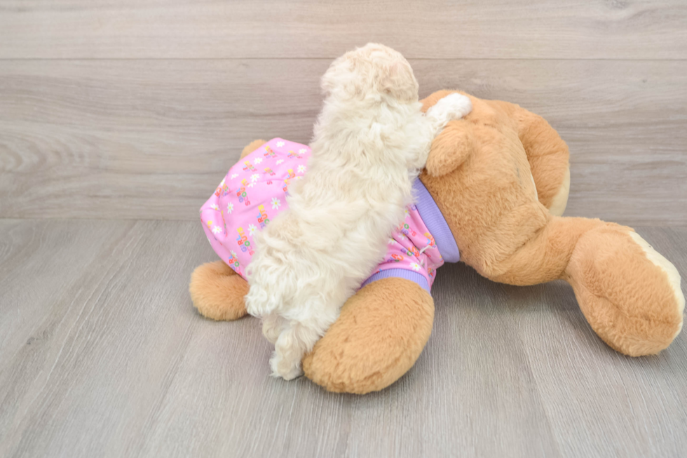 Poodle Pup Being Cute