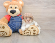 8 week old Poodle Puppy For Sale - Simply Southern Pups