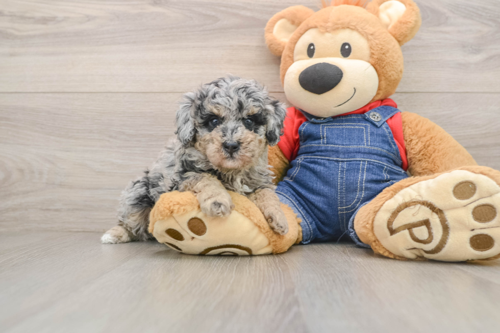 Adorable Pudle Purebred Puppy