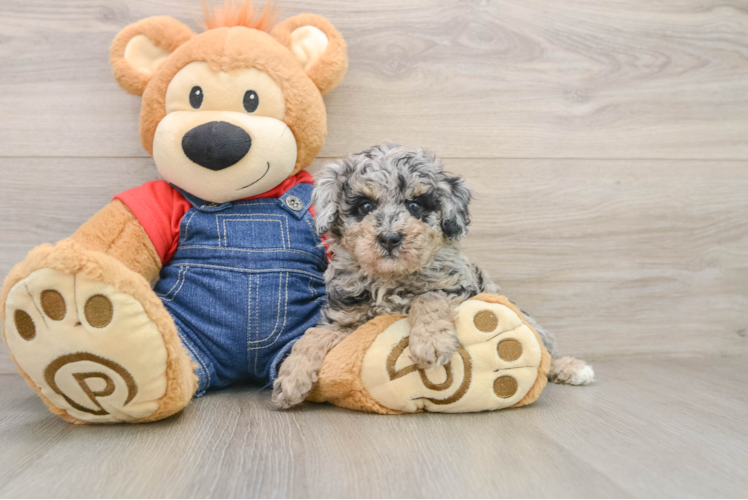 Adorable Pudle Purebred Puppy
