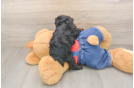 Sweet Pooodle Purebred Puppy