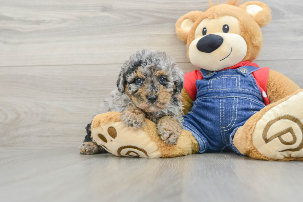 Best Poodle Baby