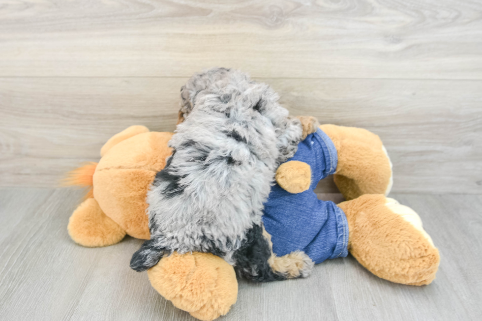 Little Poodle Purebred Pup