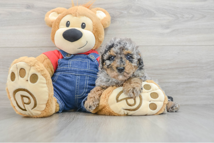 Best Poodle Baby